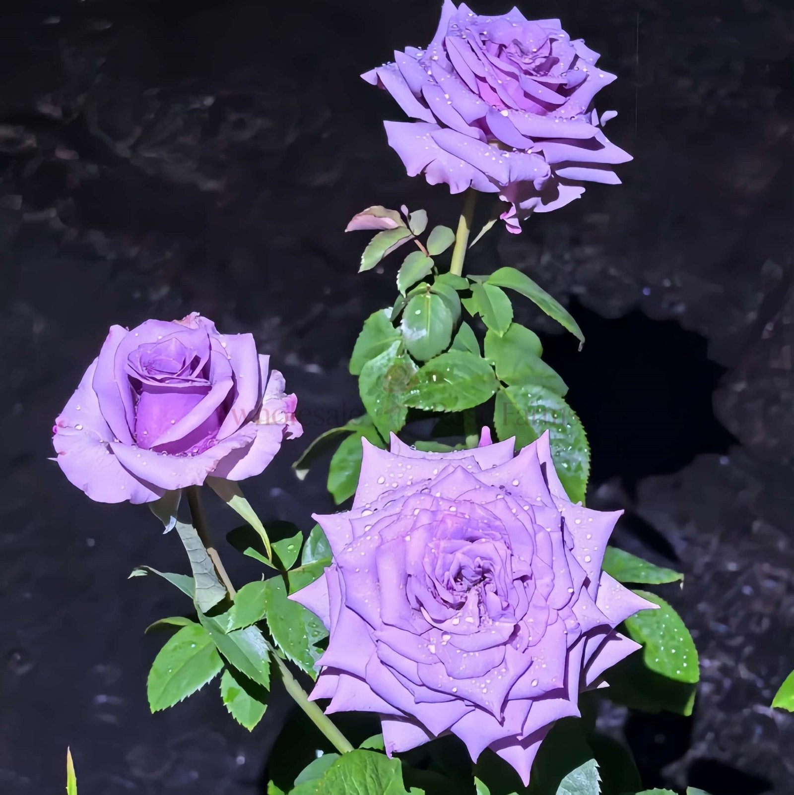 Avant Garde Rose丨Wholesale Rose Farms