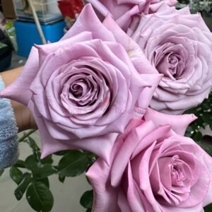 Avant Garde Rose for Wholesale丨Wholesale Rose Farms