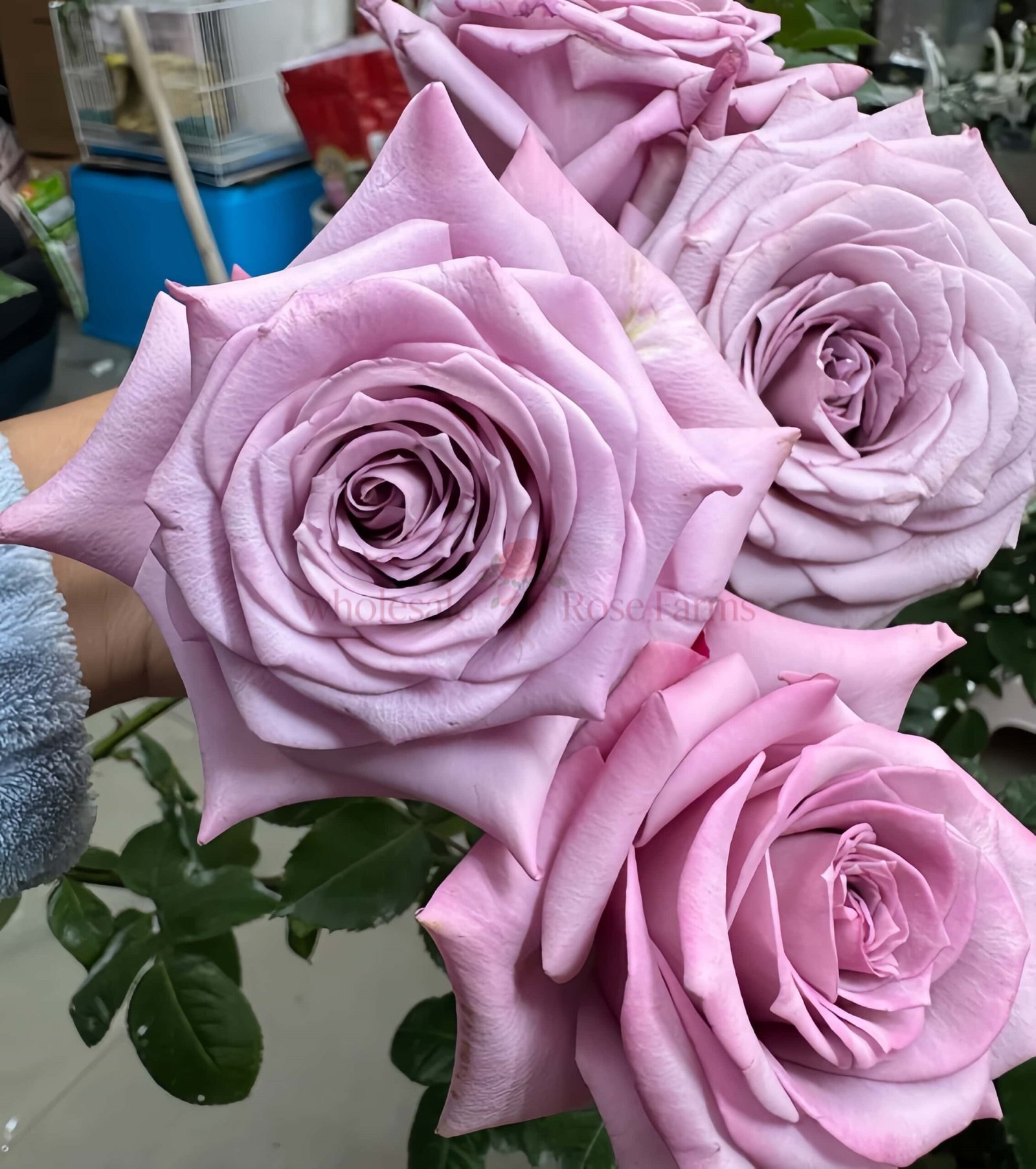 Avant Garde Rose for Wholesale丨Wholesale Rose Farms