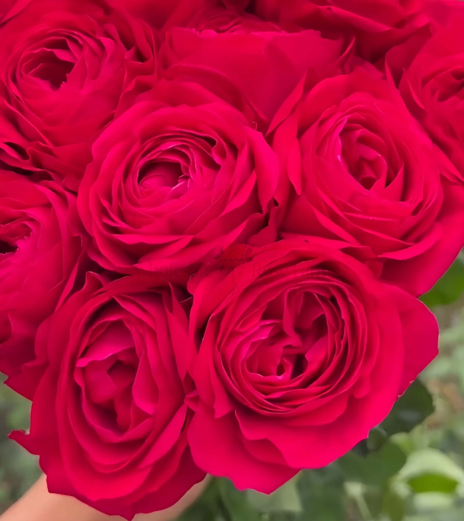 Bachelor Rose plant丨Wholesale Rose Farms