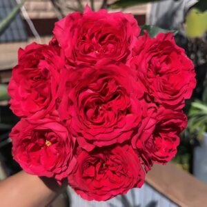Bachelor Rose丨Wholesale Rose Farms