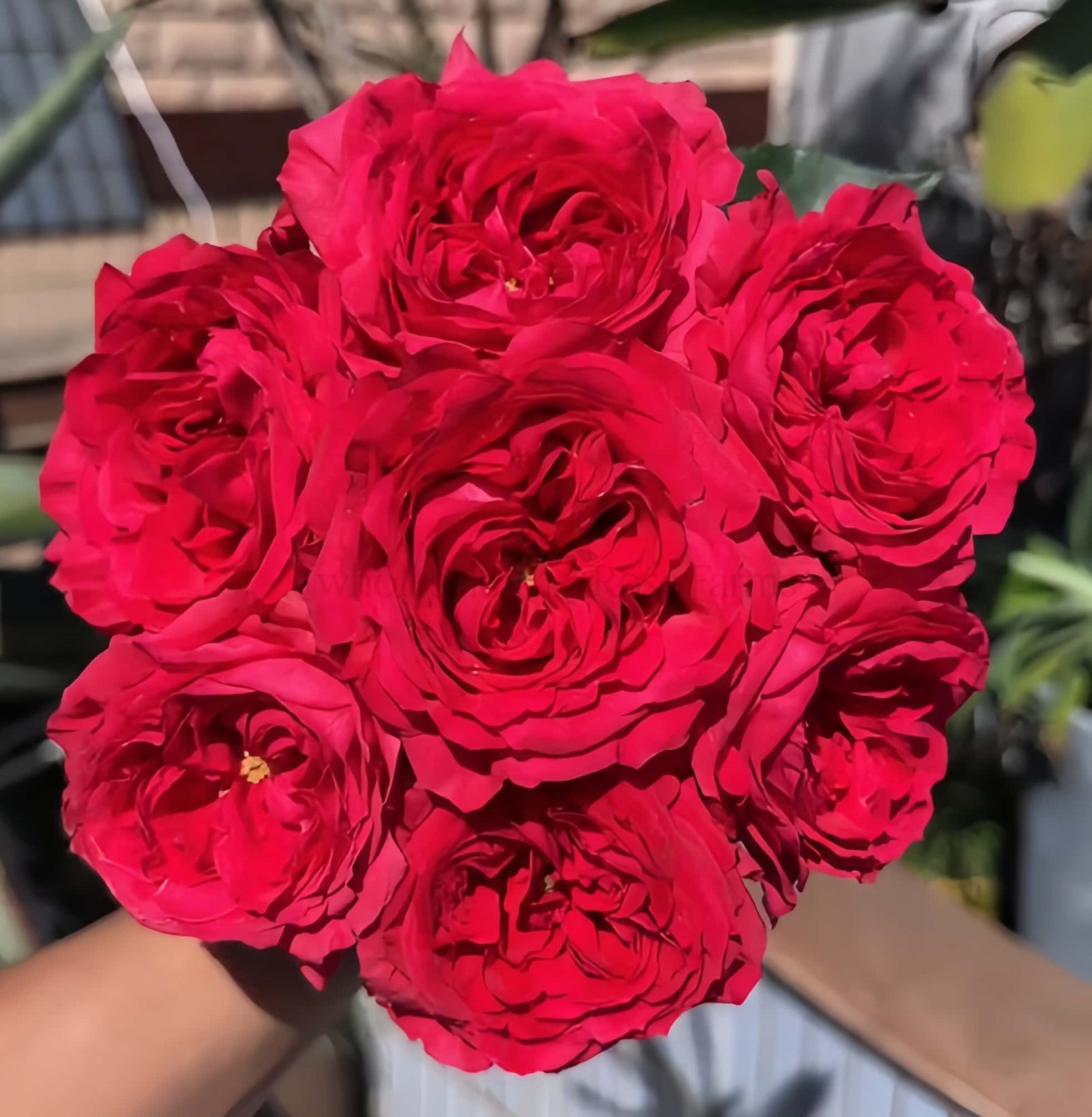 Bachelor Rose丨Wholesale Rose Farms
