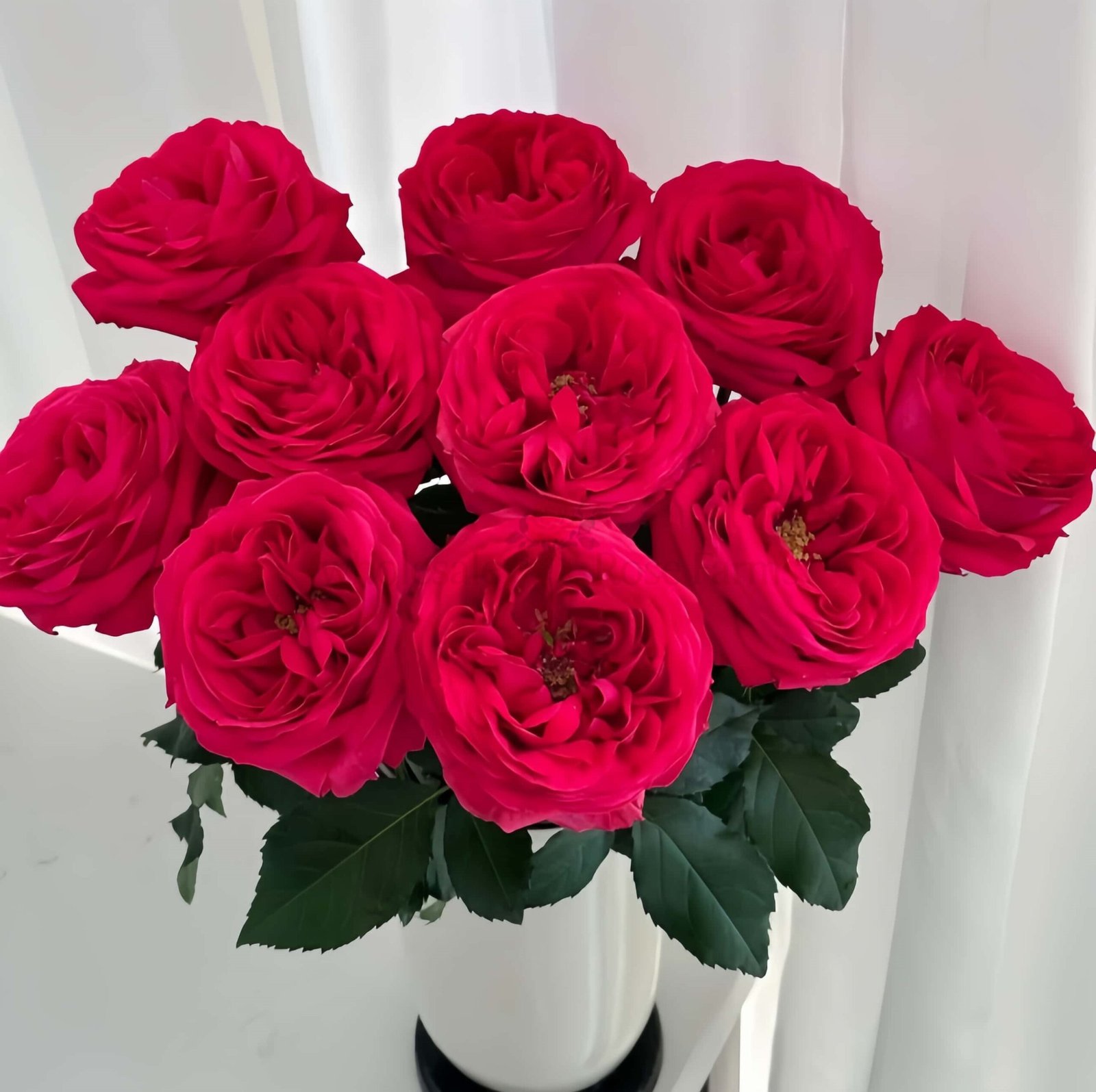 Bachelor Rose for Wholesale丨Wholesale Rose Farms