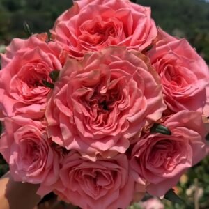 Blushing Reeva Rose plant丨Wholesale Rose Farms