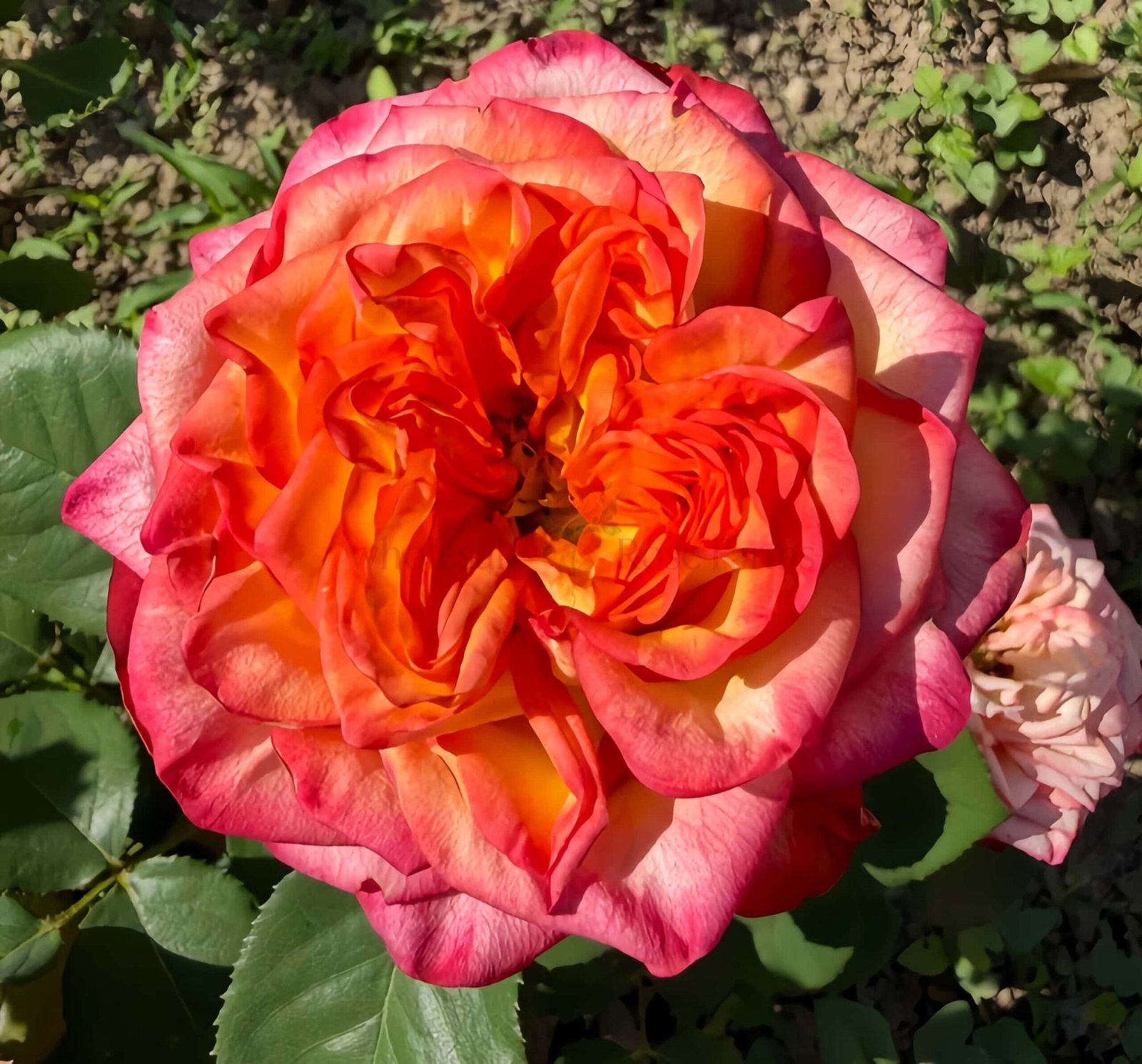 Breaking News Rose plant丨Wholesale Rose Farms