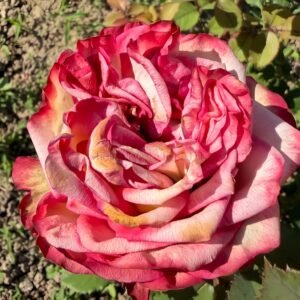 Breaking News Rose丨Wholesale Rose Farms
