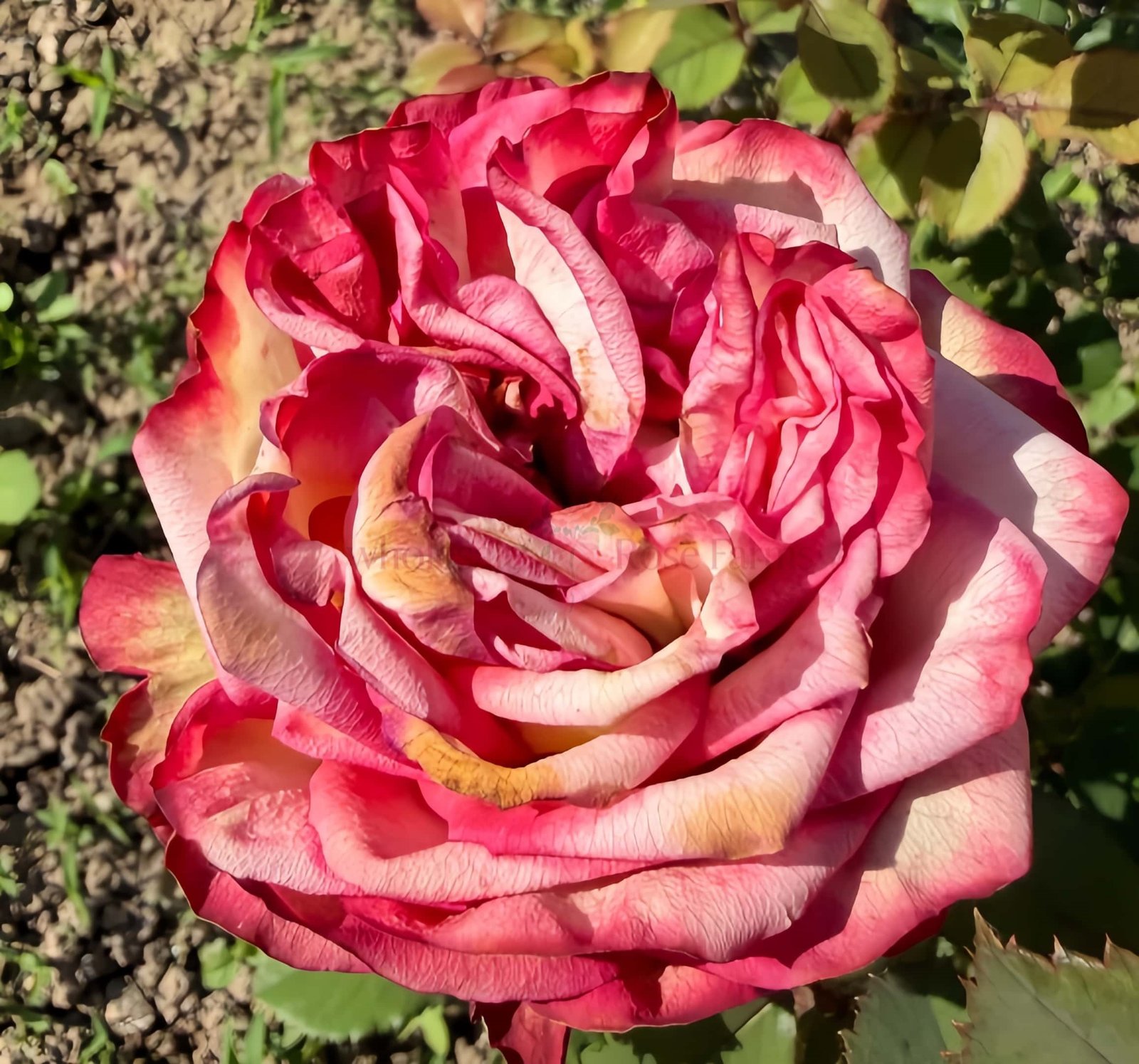 Breaking News Rose丨Wholesale Rose Farms