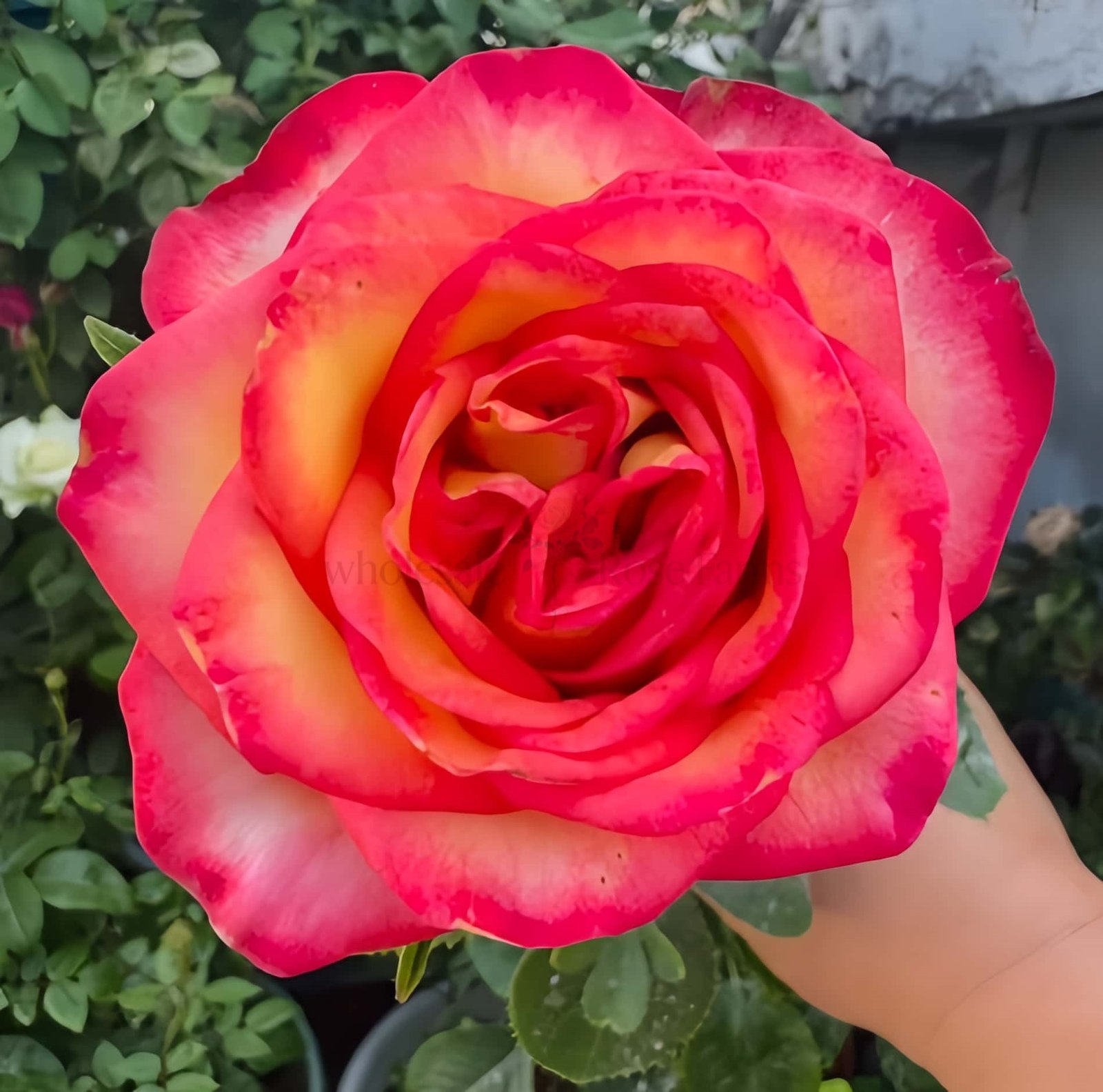 Breaking News Rose for Wholesale丨Wholesale Rose Farms