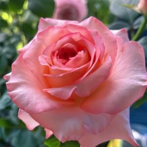 Butterfly Valley Rose plant丨Wholesale Rose Farms