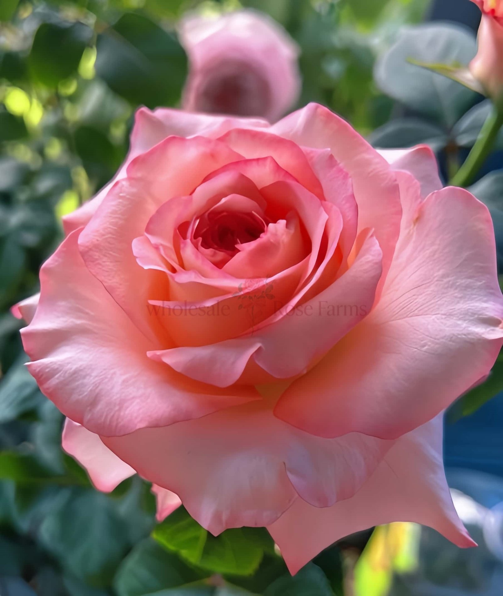 Butterfly Valley Rose plant丨Wholesale Rose Farms