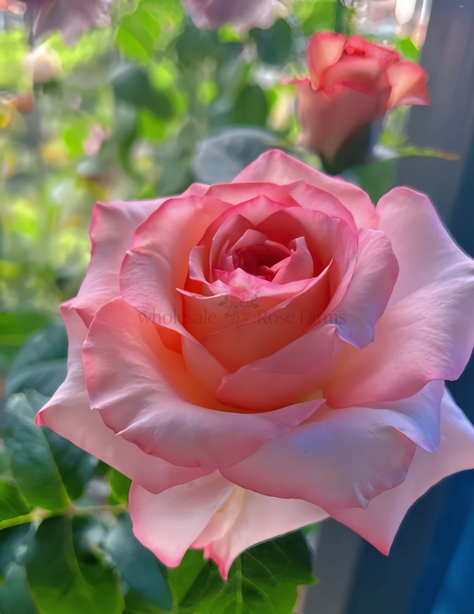 Butterfly Valley Rose丨Wholesale Rose Farms
