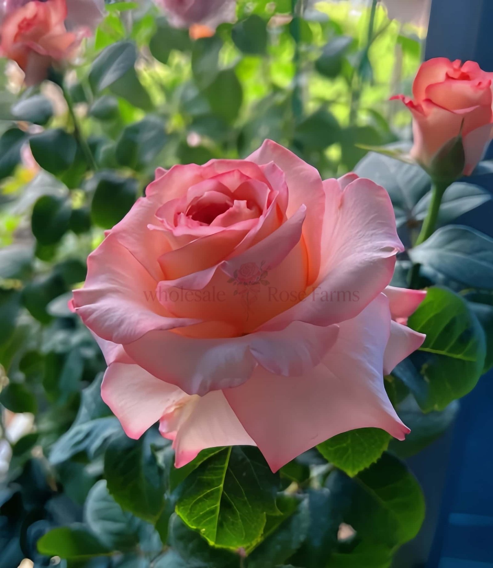 Butterfly Valley Rose for Wholesale丨Wholesale Rose Farms