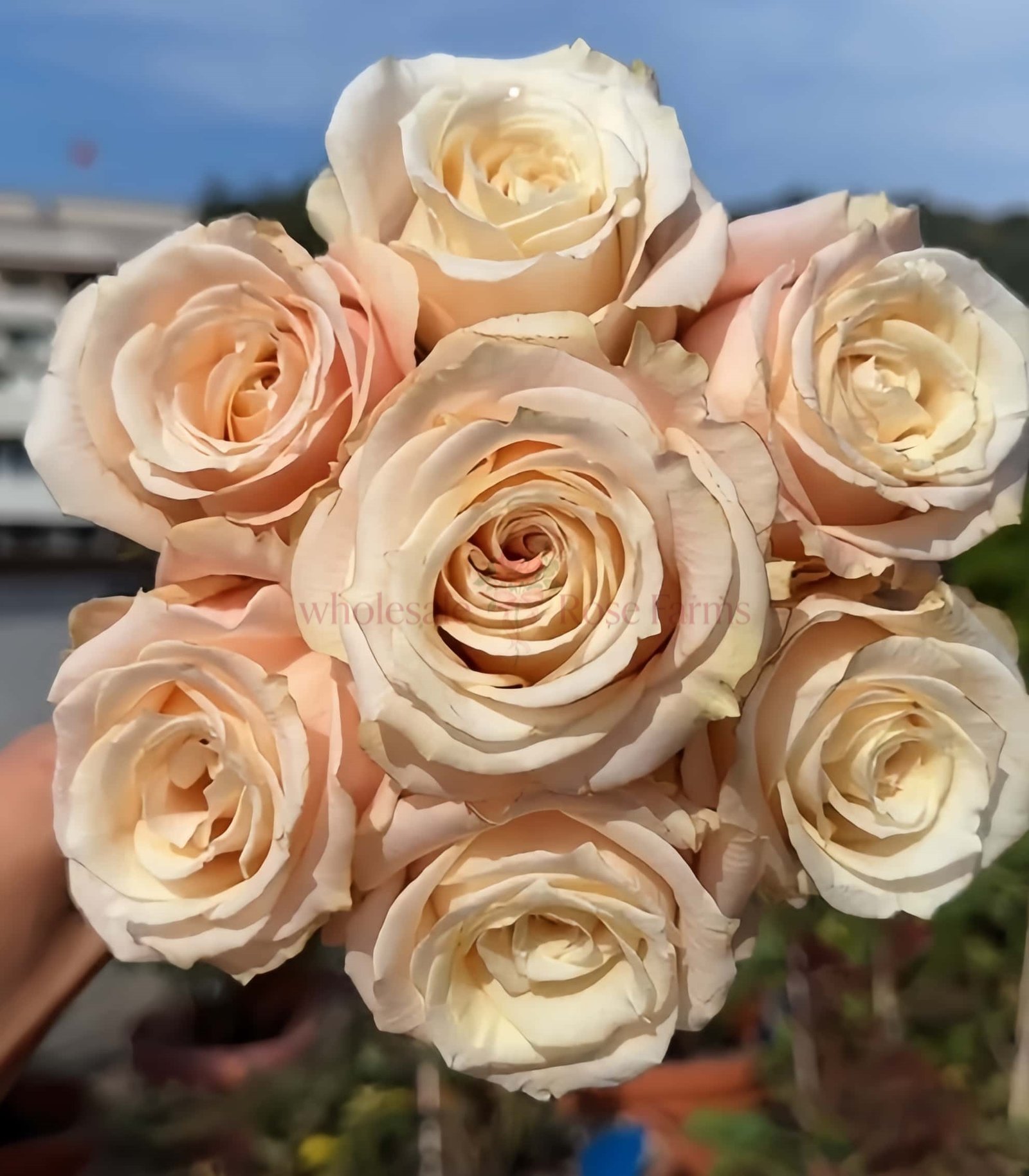 Calixta Rose plant丨Wholesale Rose Farms