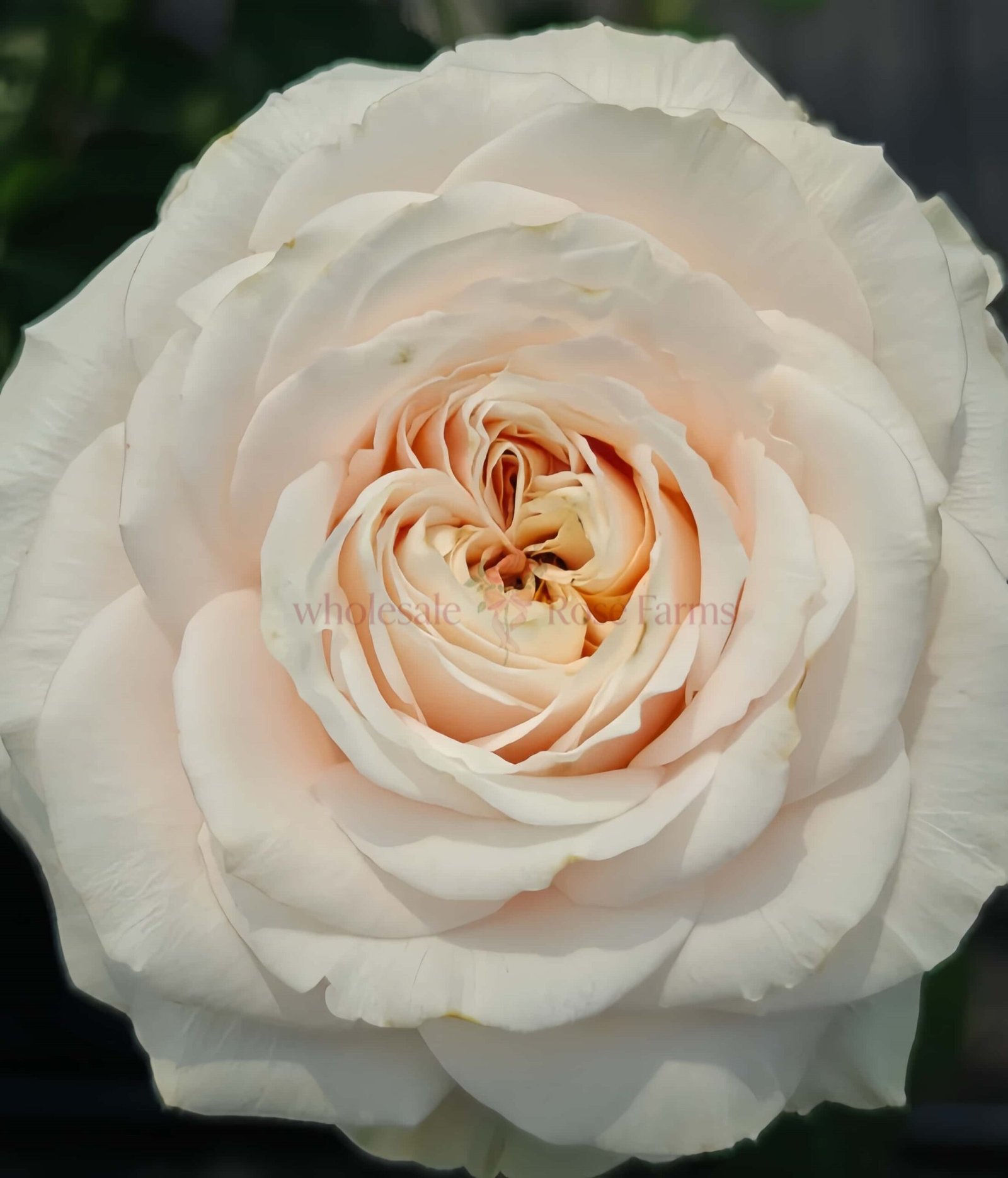 Calixta Rose丨Wholesale Rose Farms