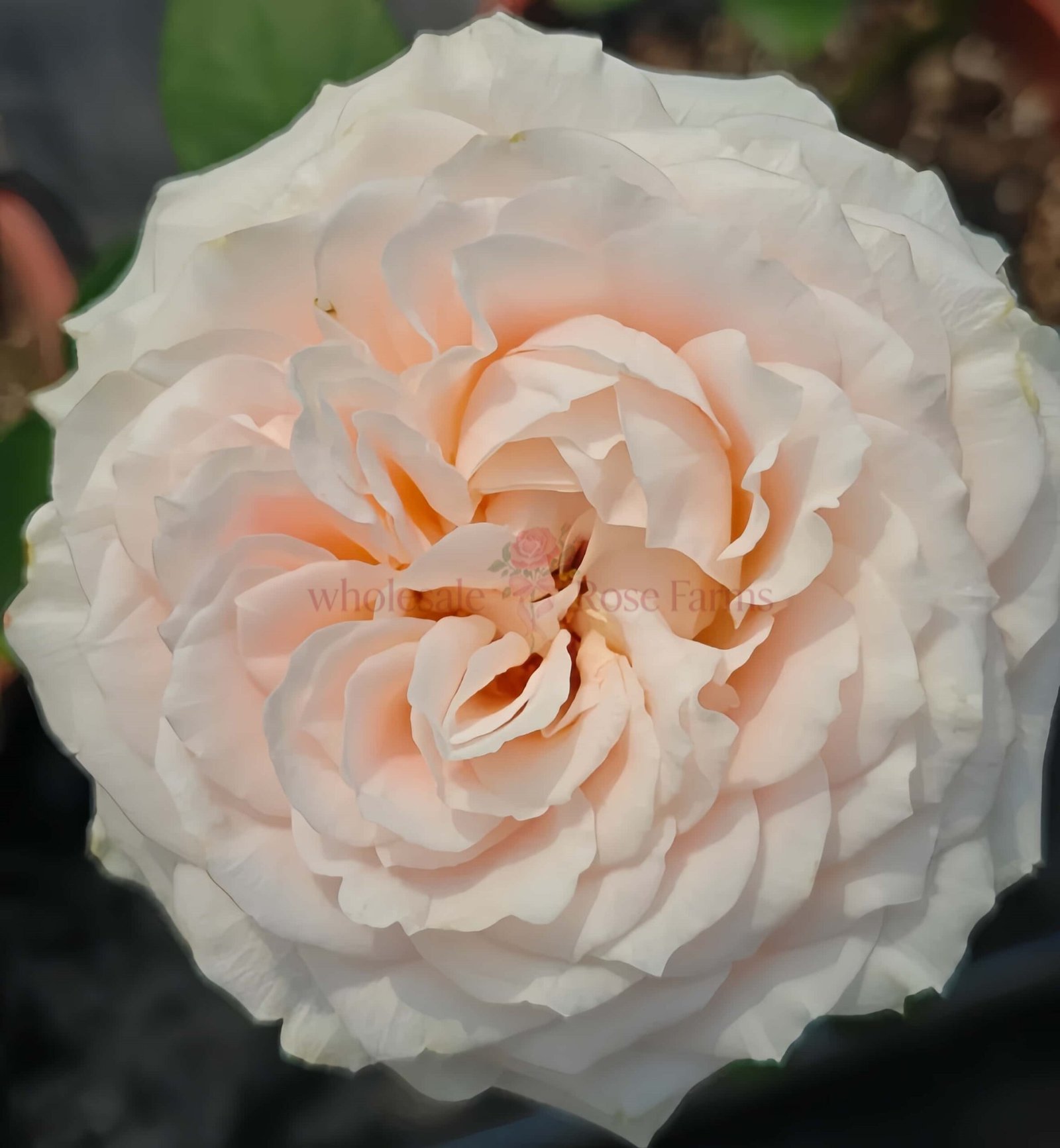 Calixta Rose for Wholesale丨Wholesale Rose Farms
