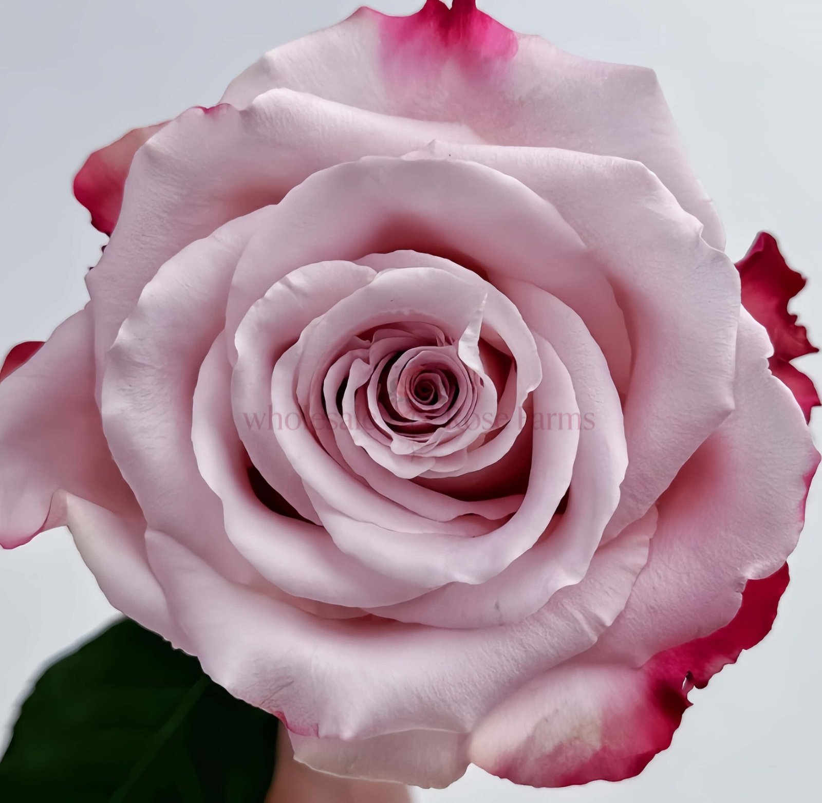 Can Ying Rose plant丨Wholesale Rose Farms