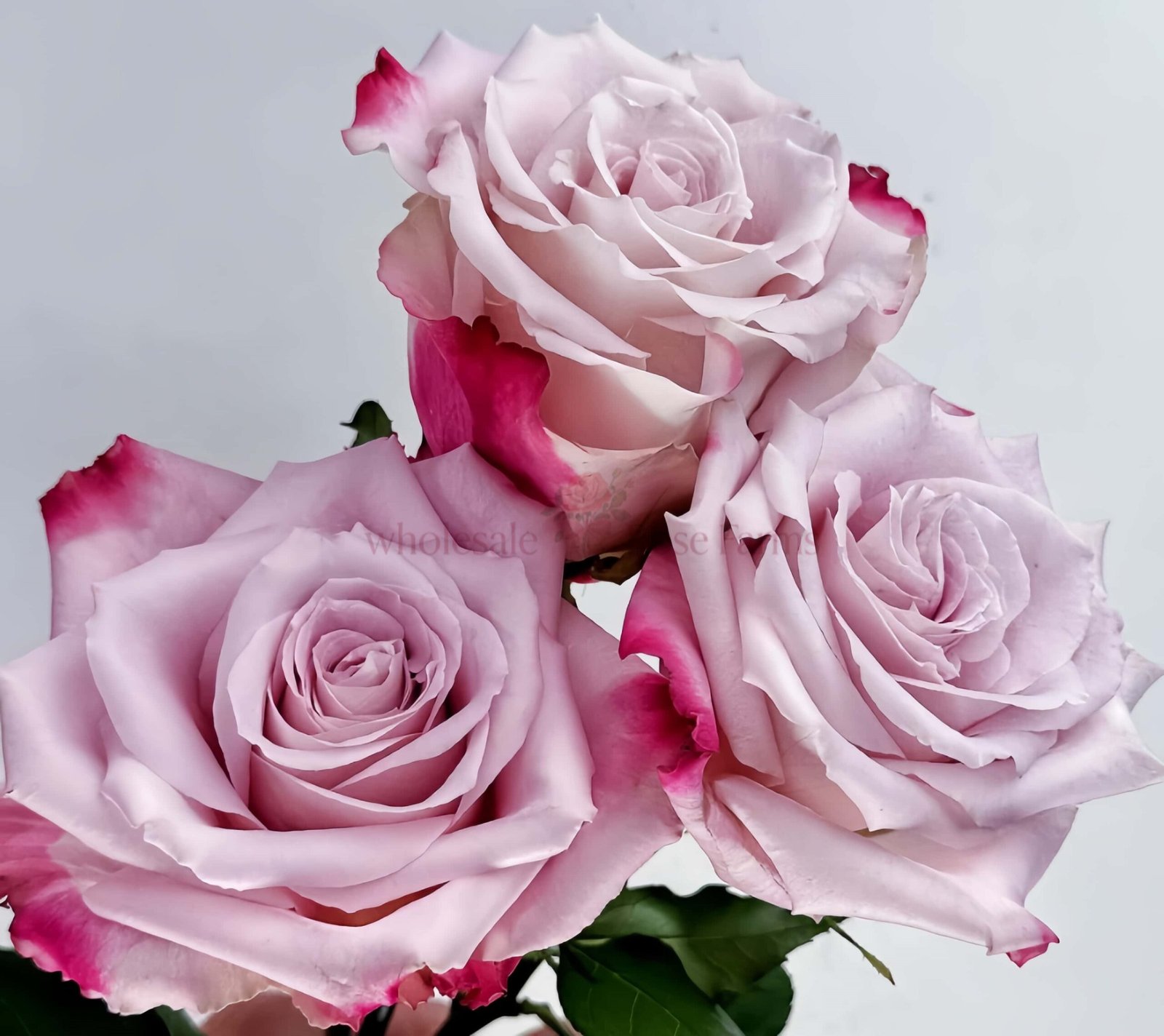 Can Ying Rose丨Wholesale Rose Farms
