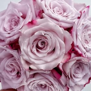 Can Ying Rose for Wholesale丨Wholesale Rose Farms