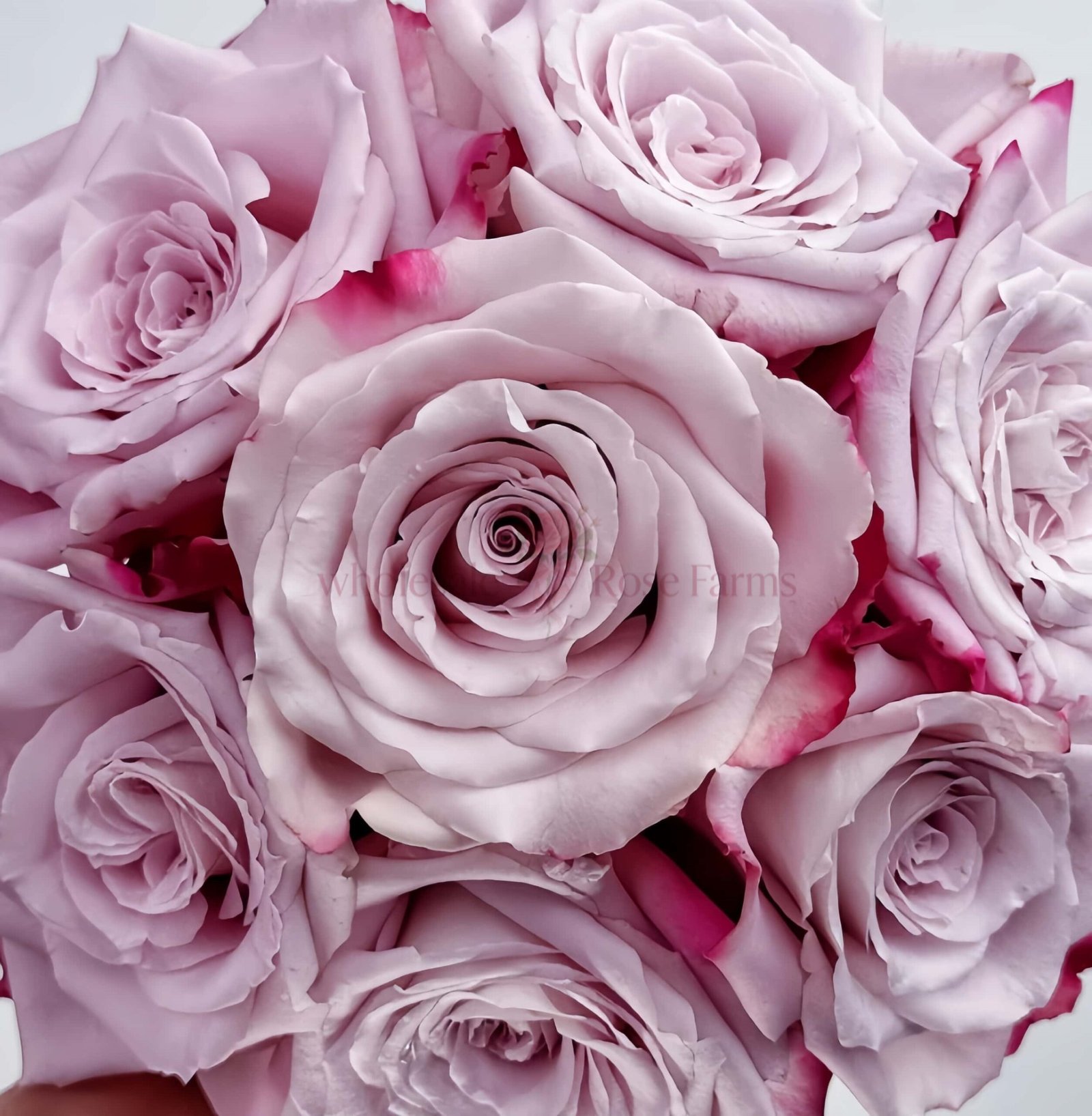 Can Ying Rose for Wholesale丨Wholesale Rose Farms