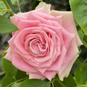 Candy Horizon Rose丨Wholesale Rose Farms