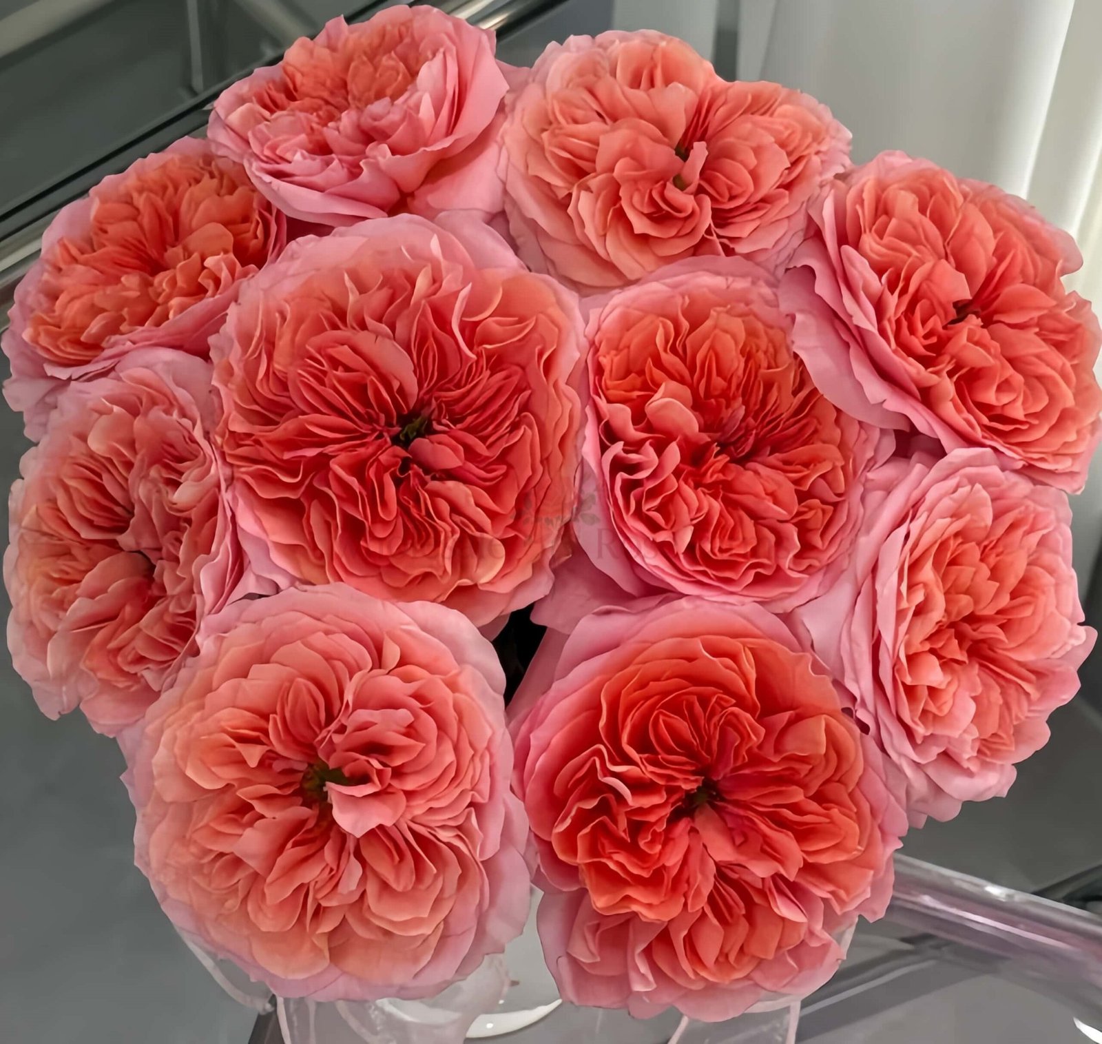 Candy X-Pression Rose plant丨Wholesale Rose Farms