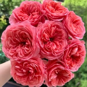 Candy X-Pression Rose丨Wholesale Rose Farms