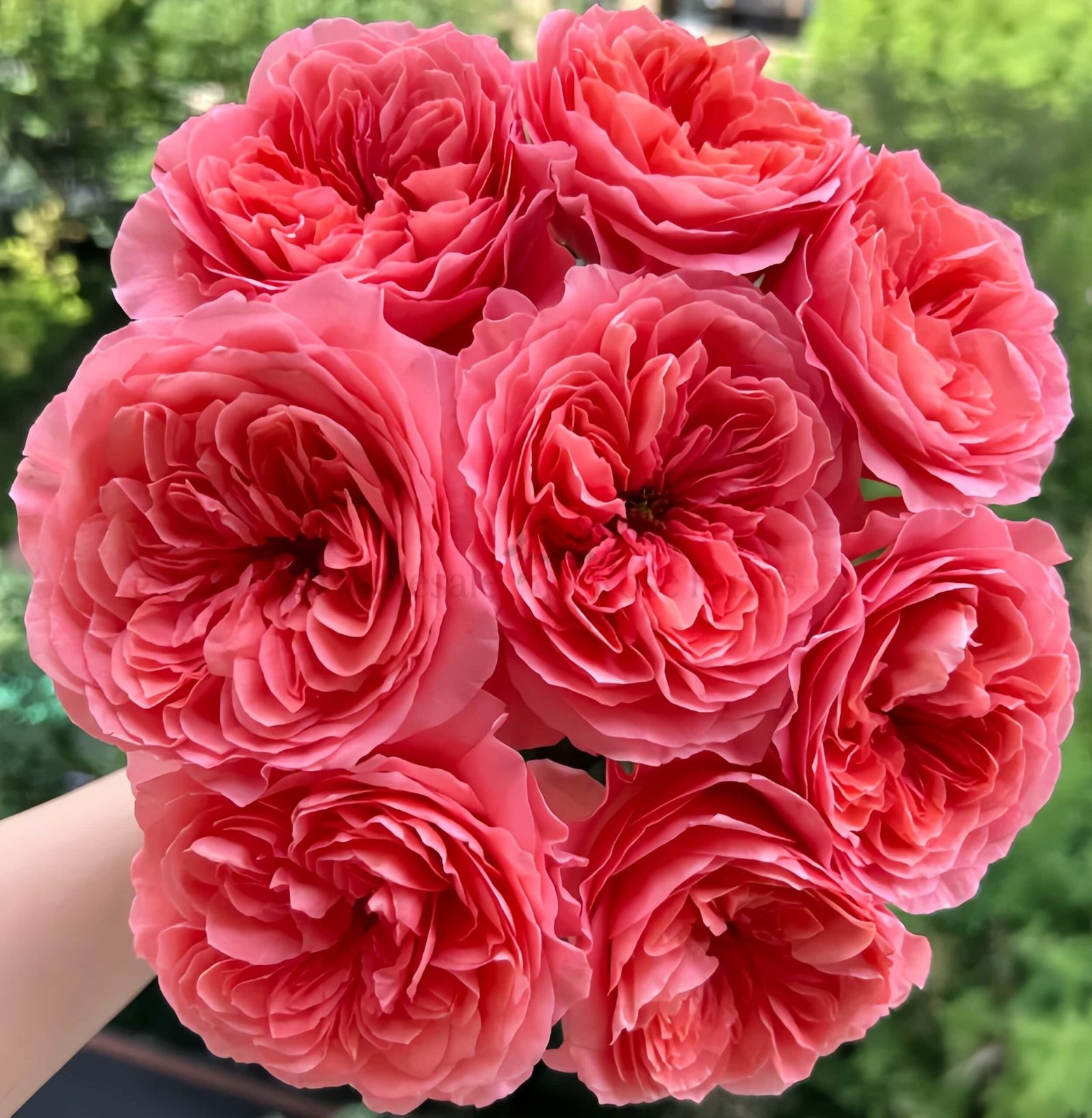 Candy X-Pression Rose丨Wholesale Rose Farms