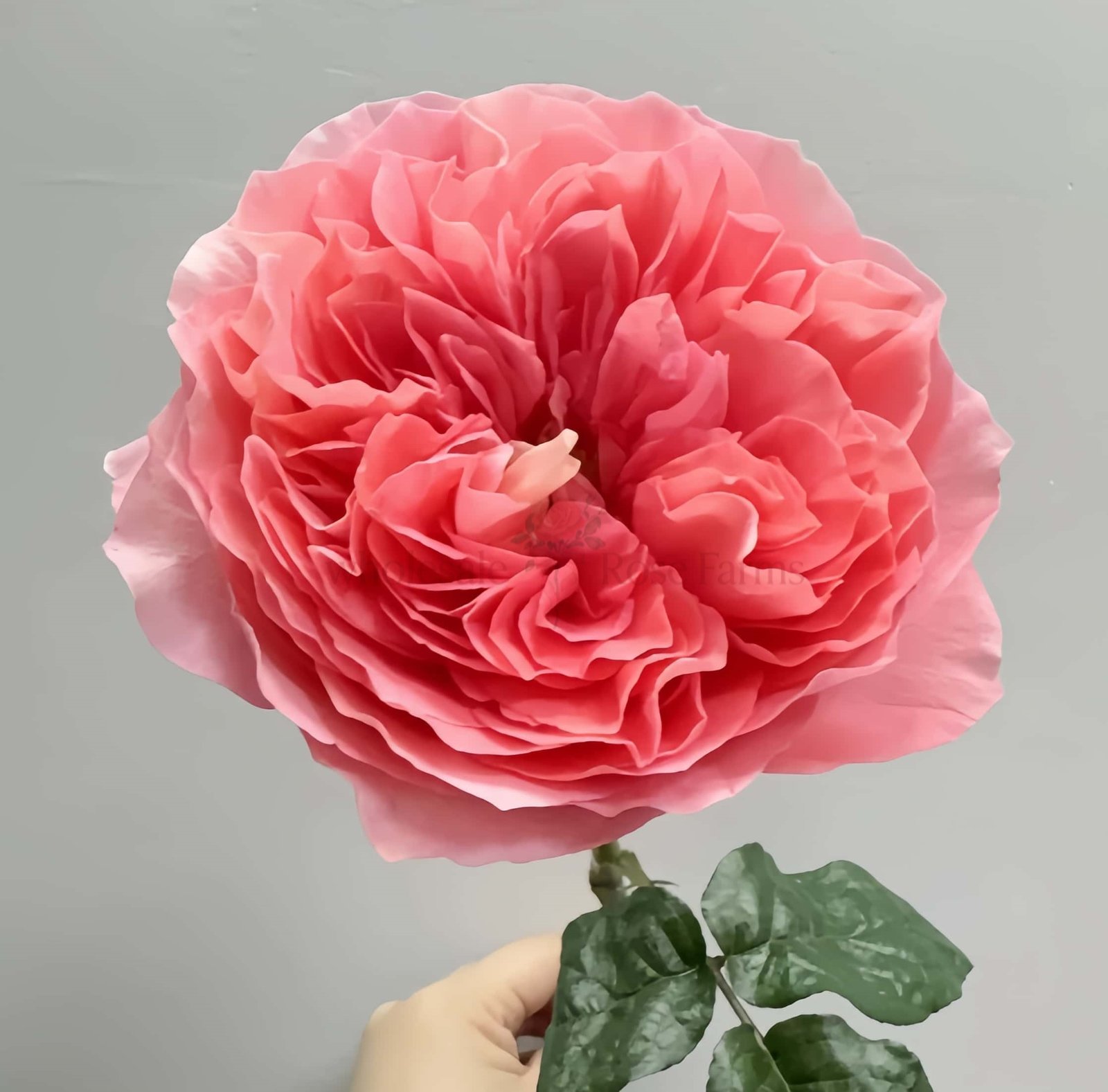 Candy X-Pression Rose for Wholesale丨Wholesale Rose Farms