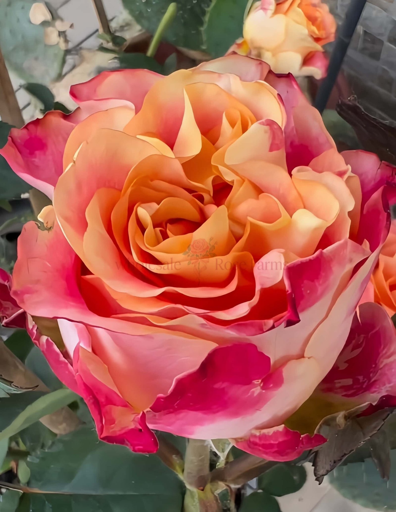 Capriola Rose plant丨Wholesale Rose Farms