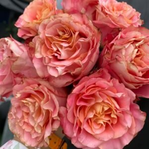 Capriola Rose丨Wholesale Rose Farms