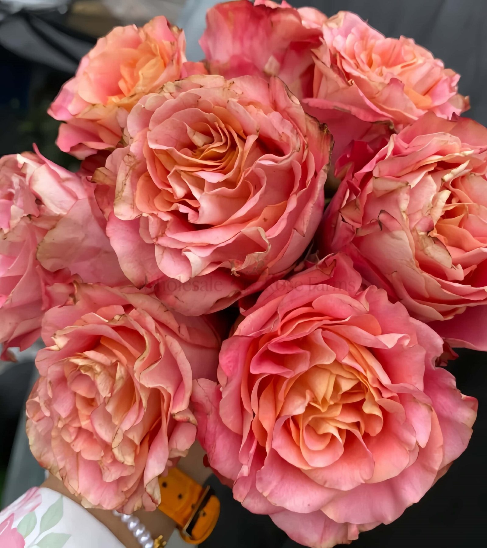 Capriola Rose丨Wholesale Rose Farms