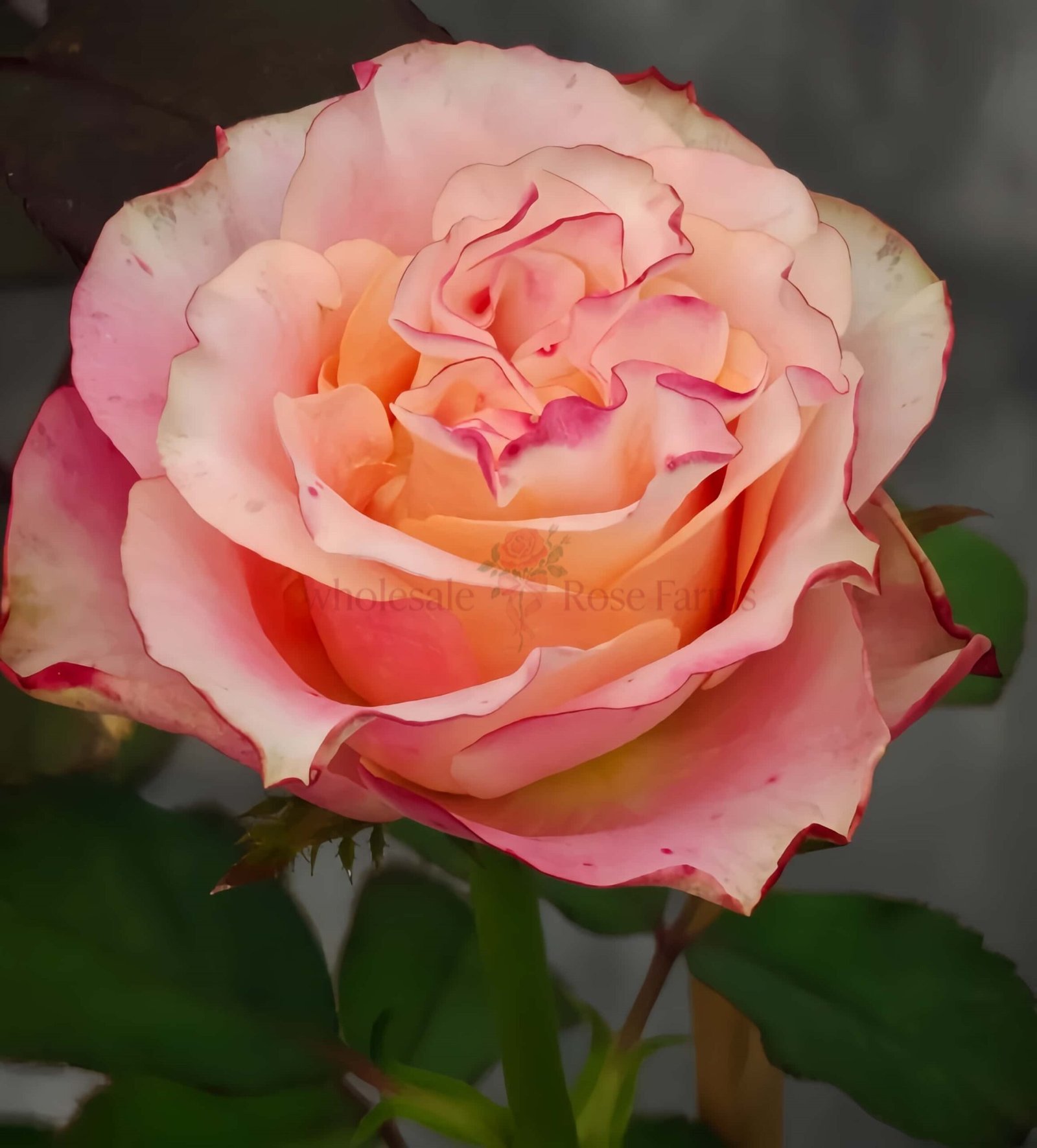 Capriola Rose for Wholesale丨Wholesale Rose Farms