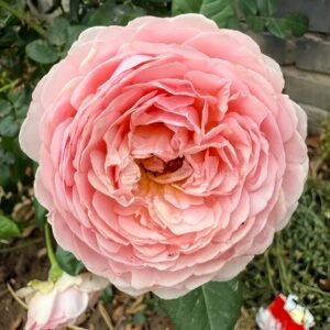 Celebretini Rose plant丨Wholesale Rose Farms