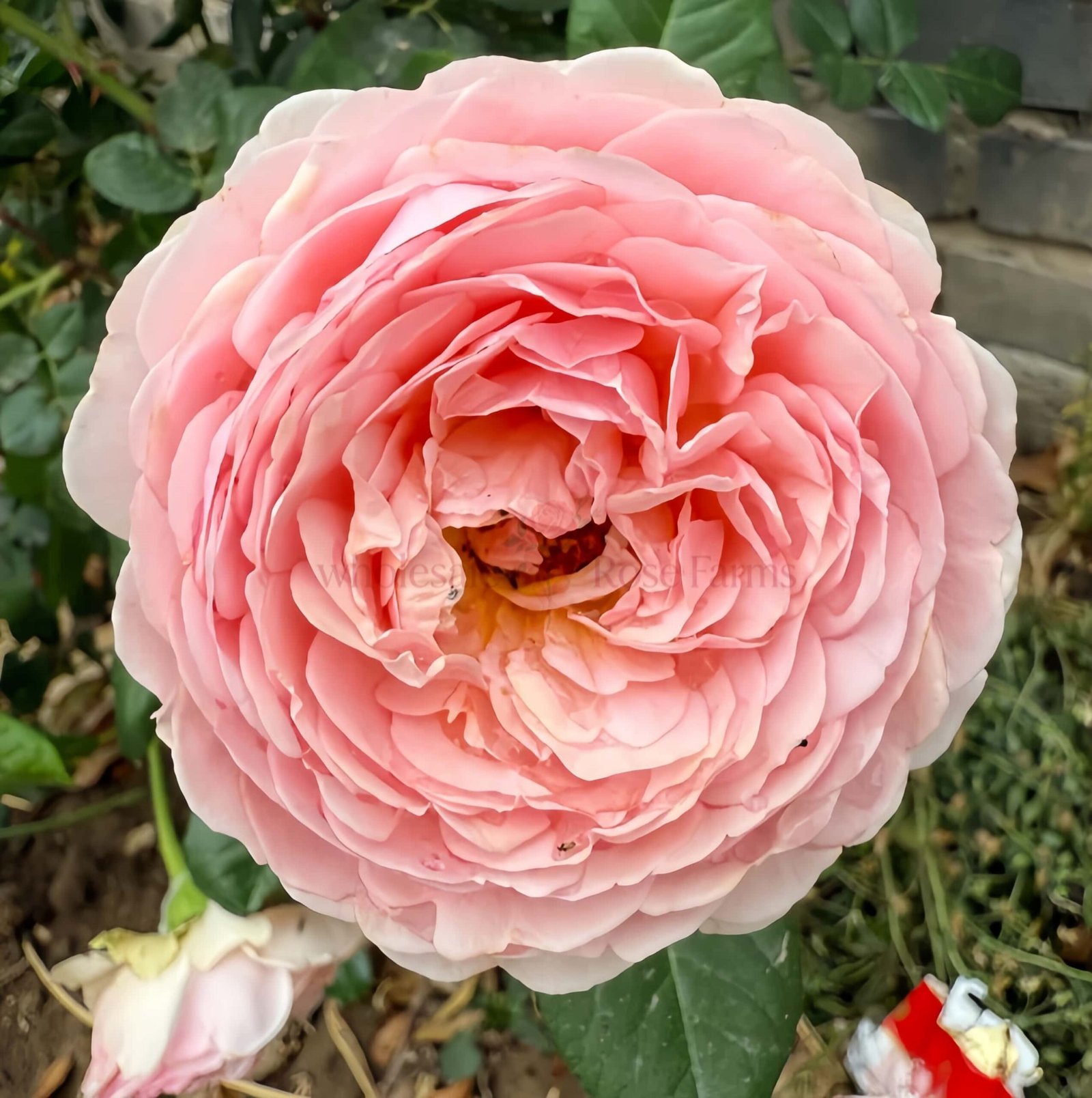 Celebretini Rose plant丨Wholesale Rose Farms