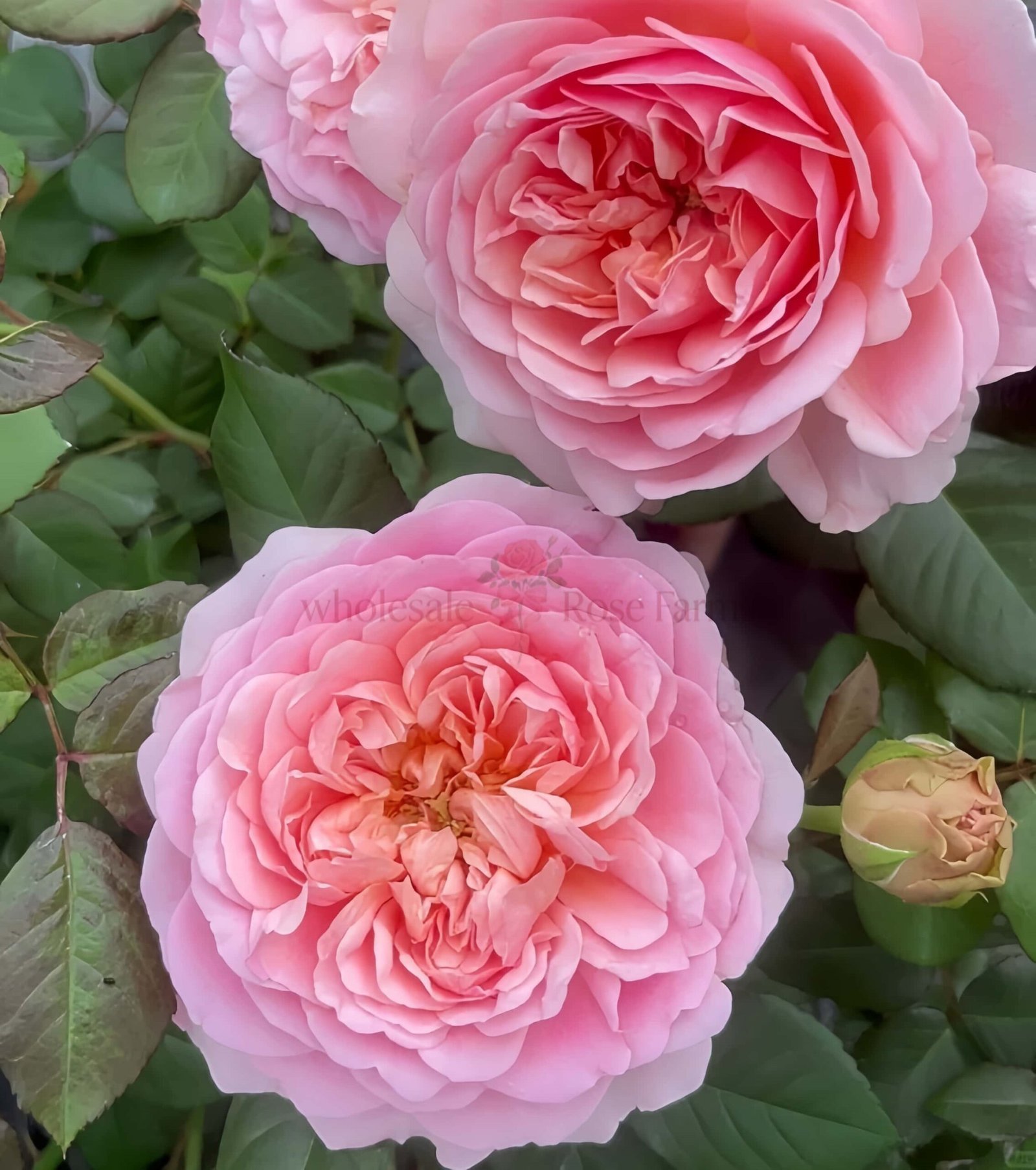 Celebretini Rose丨Wholesale Rose Farms