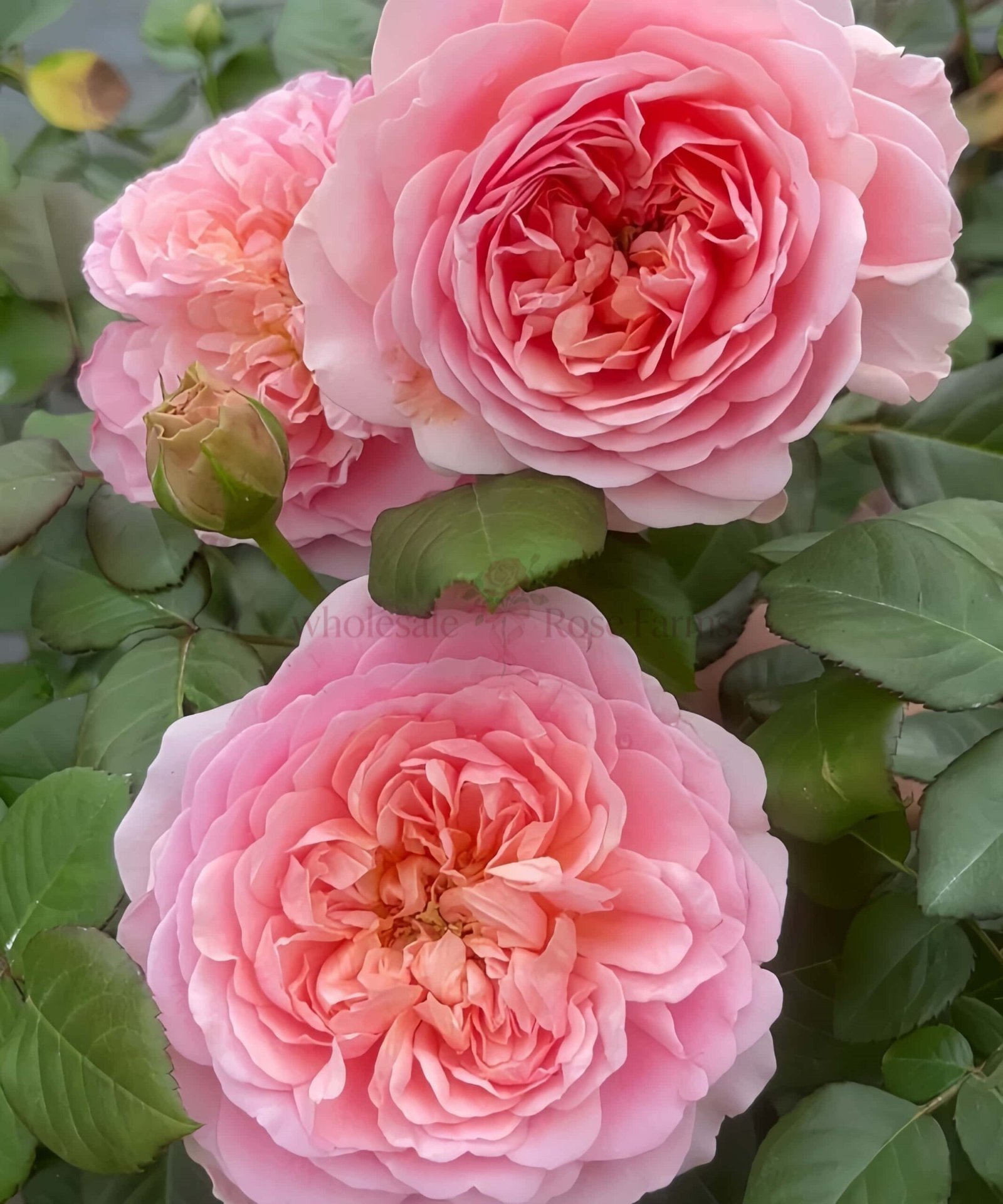 Celebretini Rose for Wholesale丨Wholesale Rose Farms