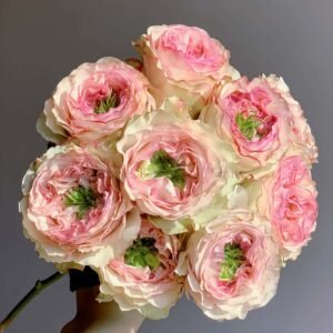 Charming corneille Rose for Wholesale丨Wholesale Rose Farms