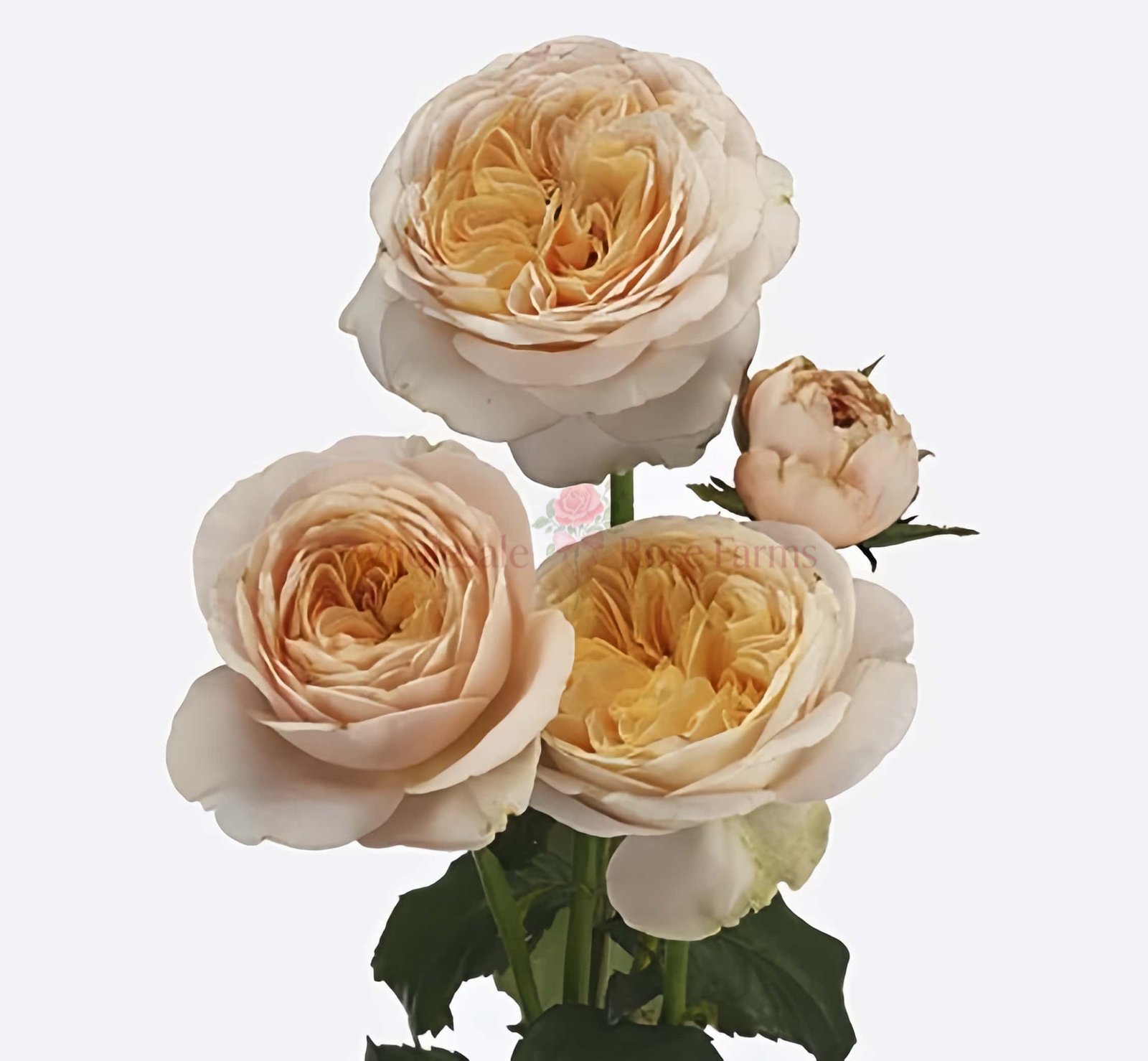 Chester Square Rose plant丨Wholesale Rose Farms