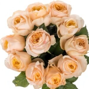 Chester Square Rose丨Wholesale Rose Farms