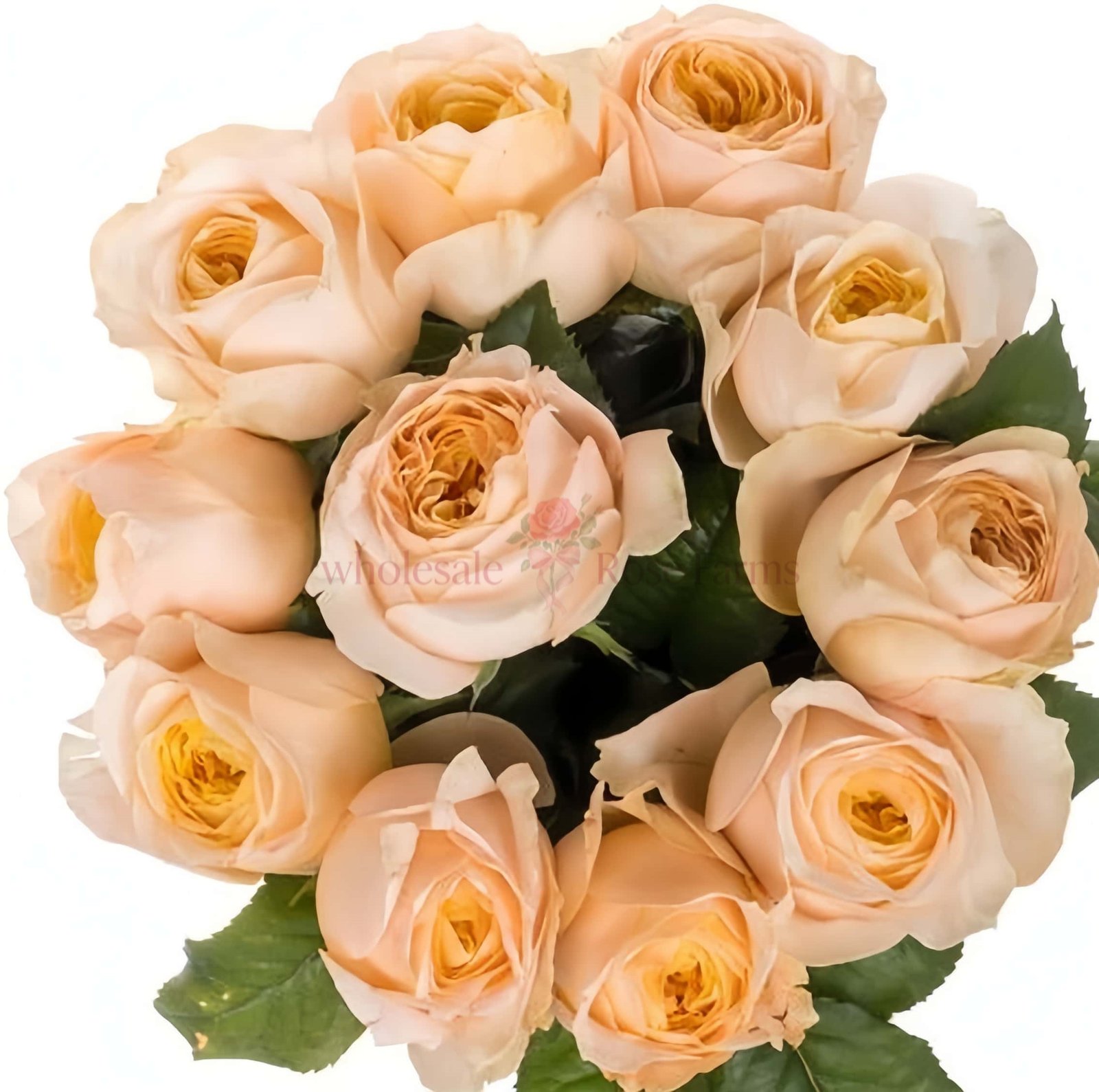 Chester Square Rose丨Wholesale Rose Farms
