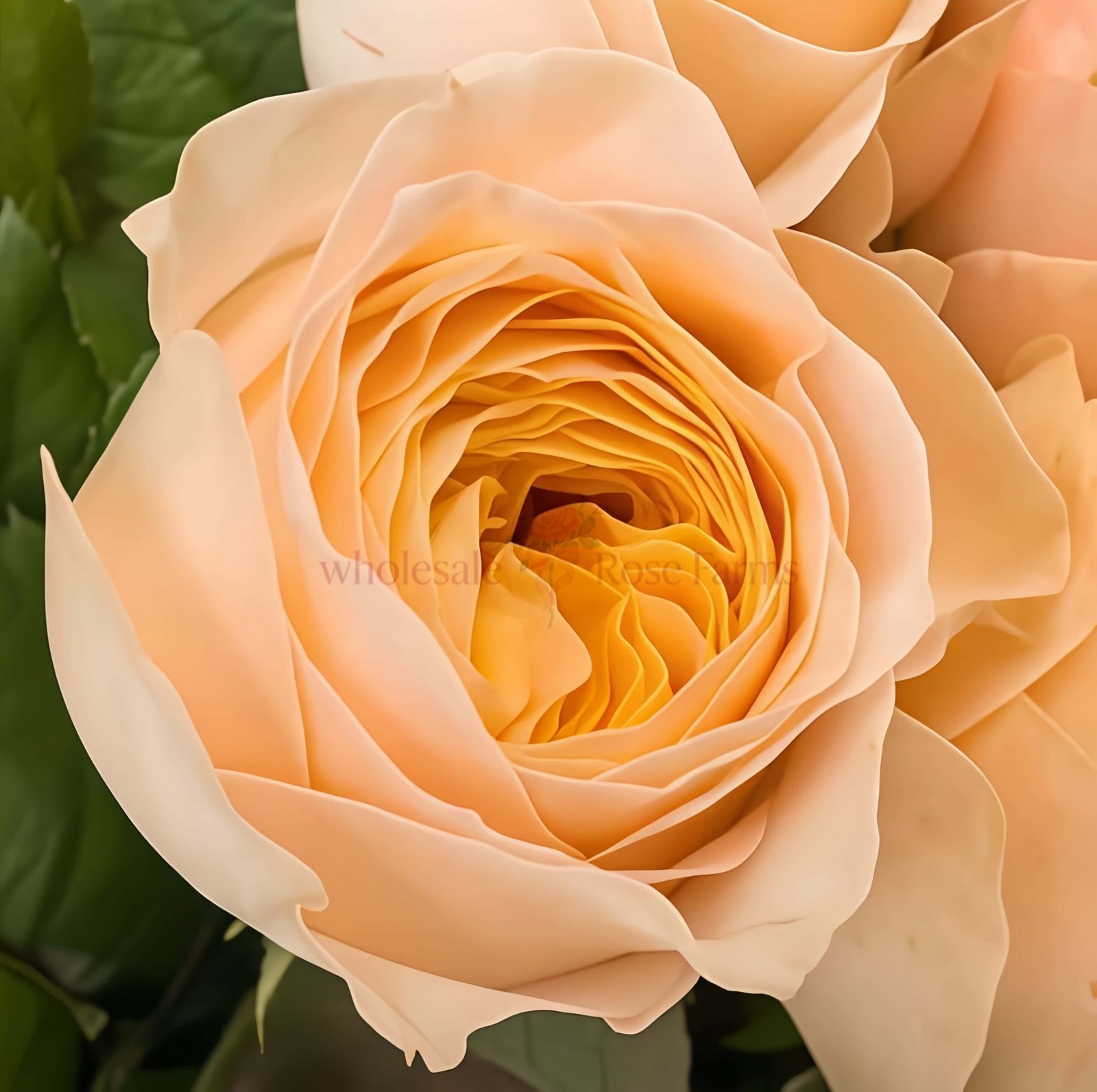 Chester Square Rose for Wholesale丨Wholesale Rose Farms
