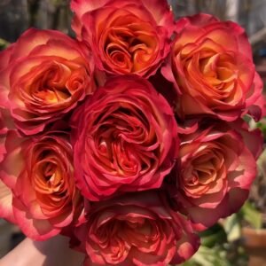 Chili Love Rose plant丨Wholesale Rose Farms
