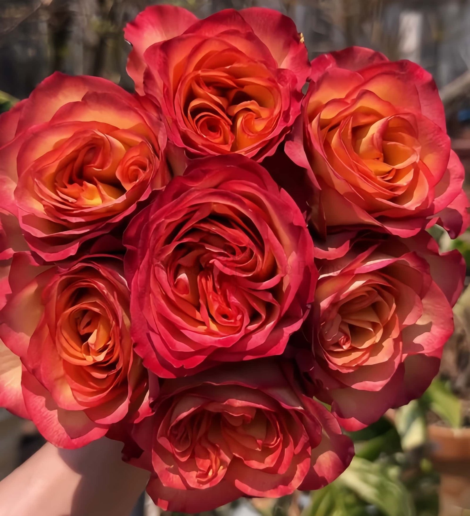 Chili Love Rose plant丨Wholesale Rose Farms