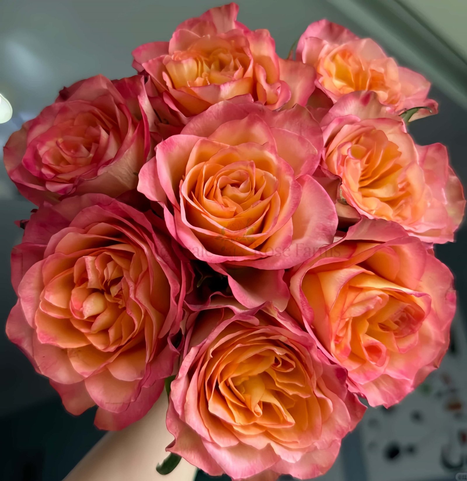 Chili Love Rose丨Wholesale Rose Farms