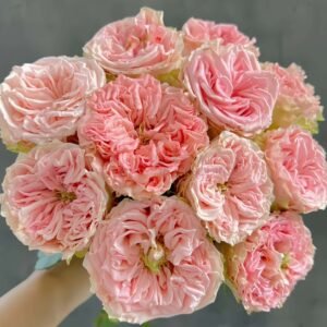 Country Spirit Secret Rose plant丨Wholesale Rose Farms