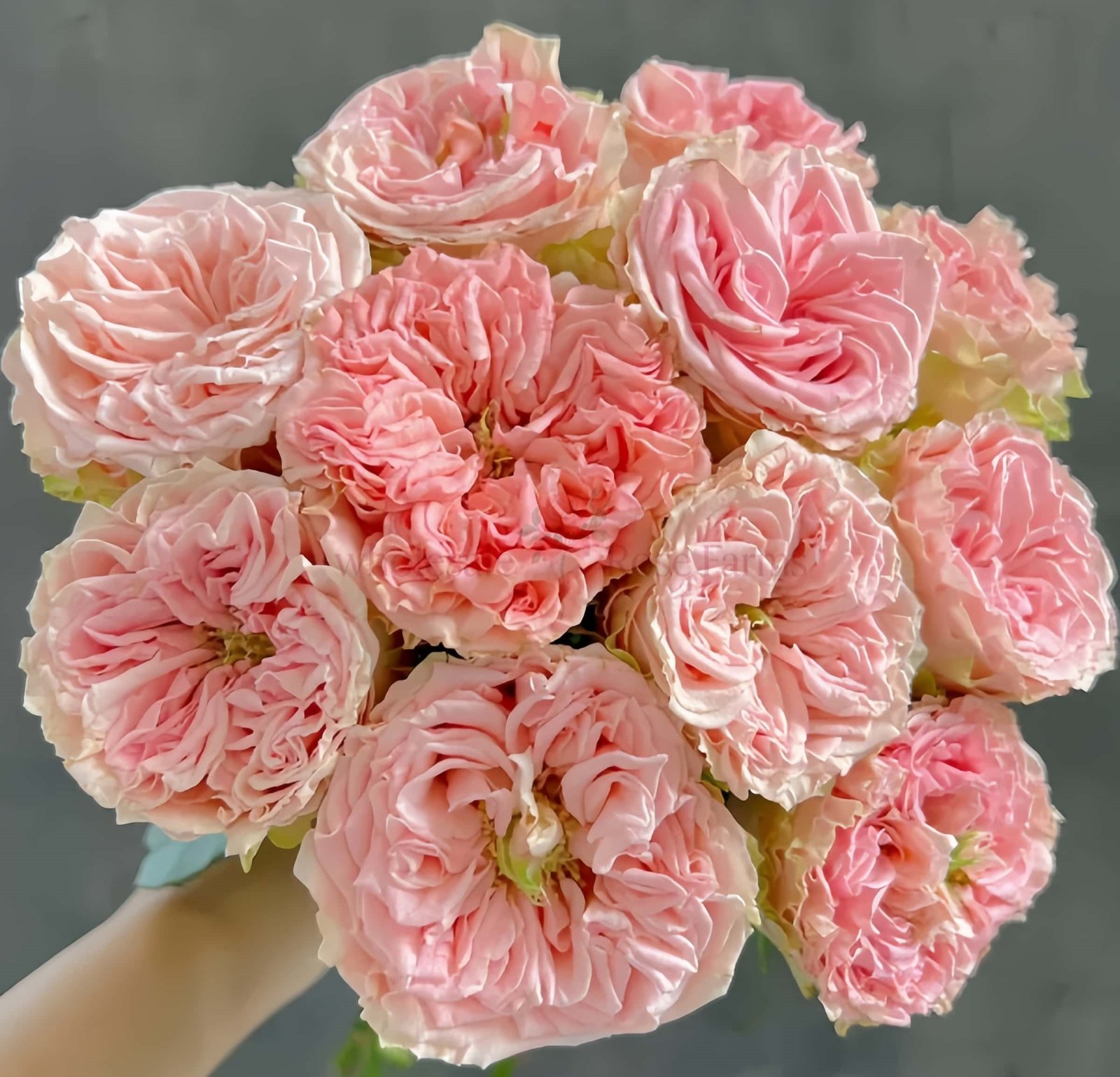 Country Spirit Secret Rose plant丨Wholesale Rose Farms