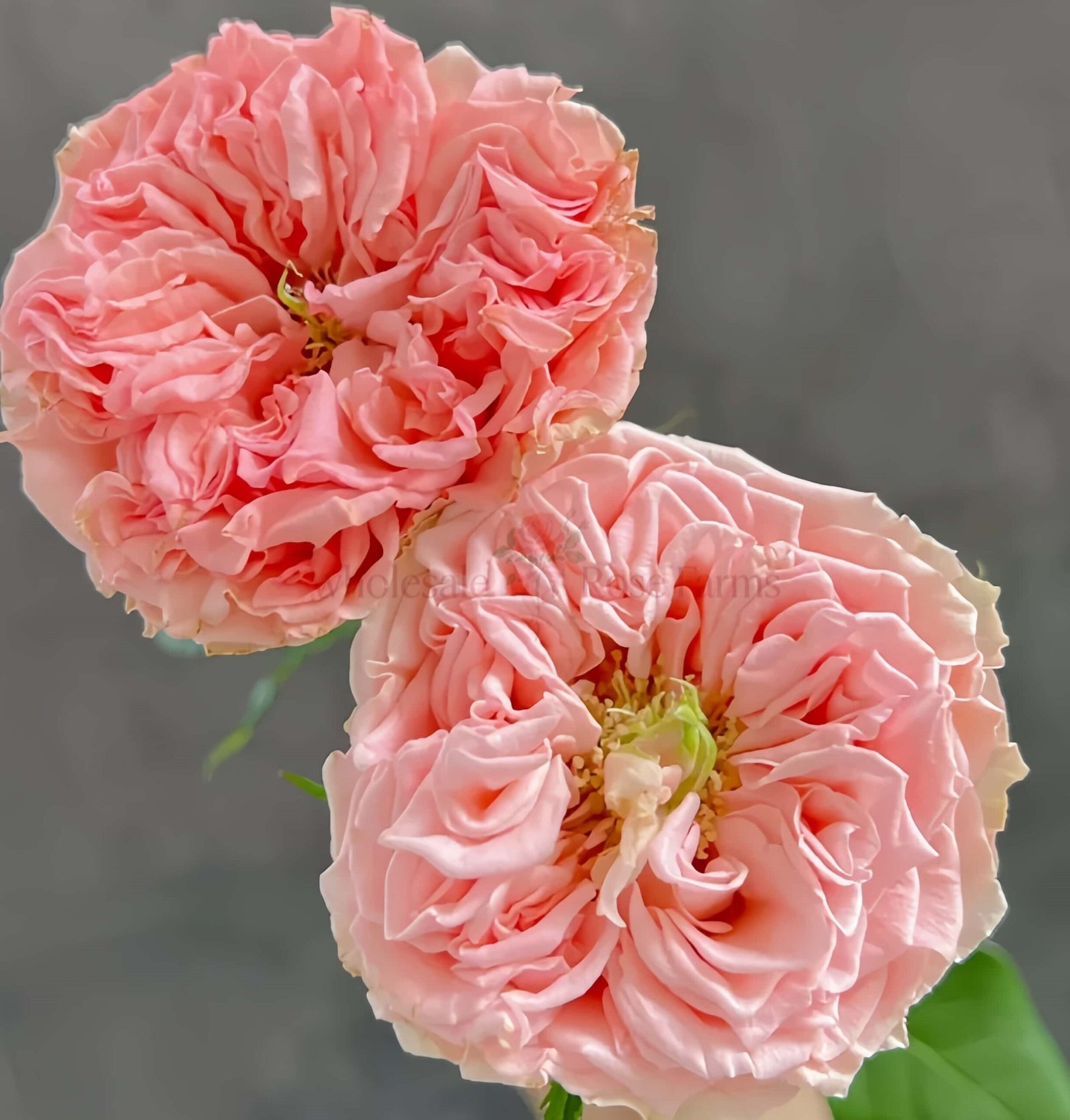 Country Spirit Secret Rose丨Wholesale Rose Farms