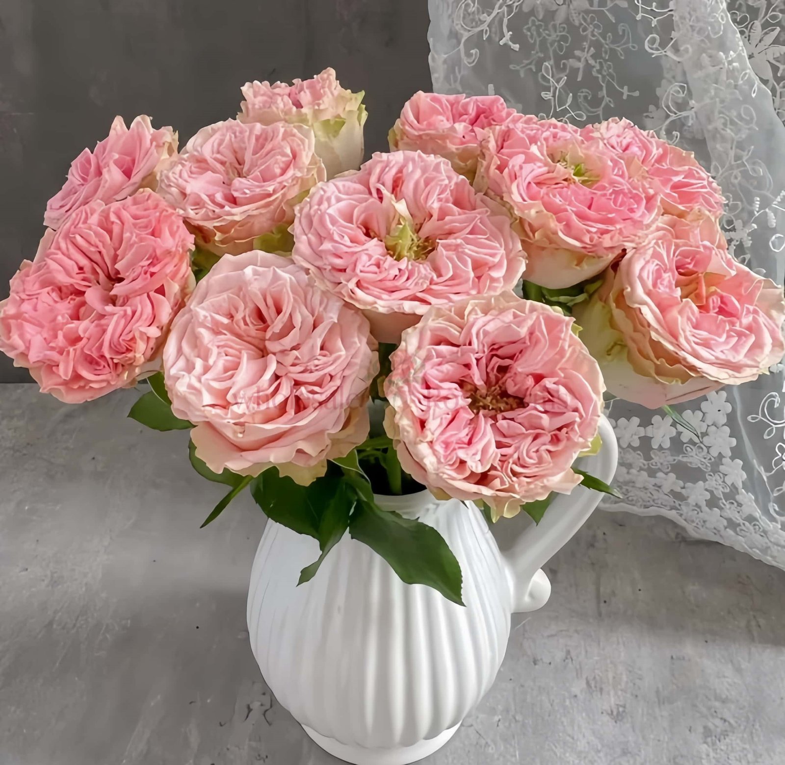 Country Spirit Secret Rose for Wholesale丨Wholesale Rose Farms
