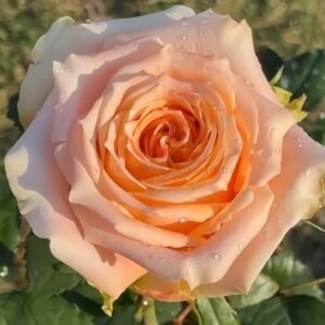 Cream Peach Rose plant丨Wholesale Rose Farms