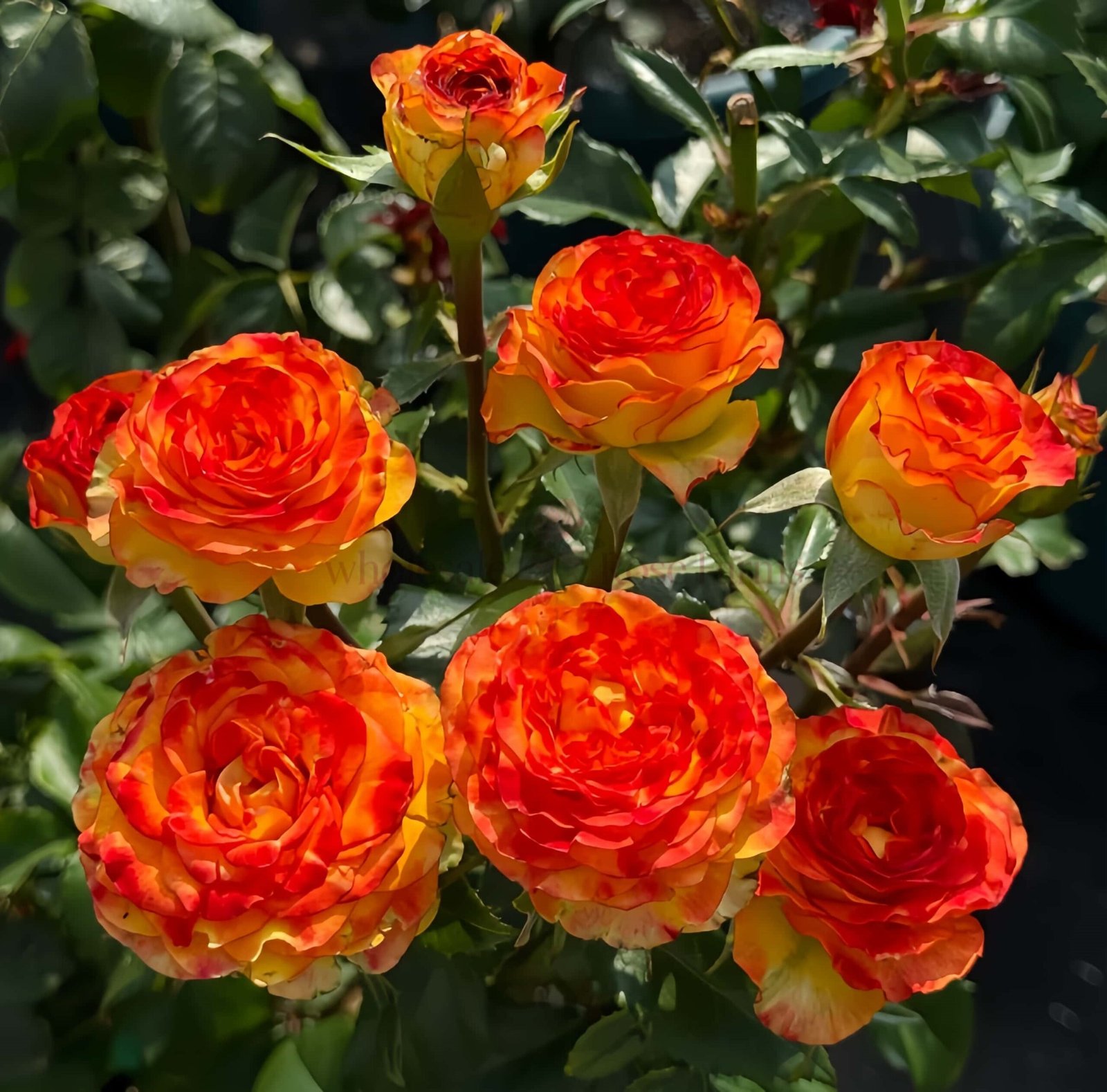Dakar Rose plant丨Wholesale Rose Farms